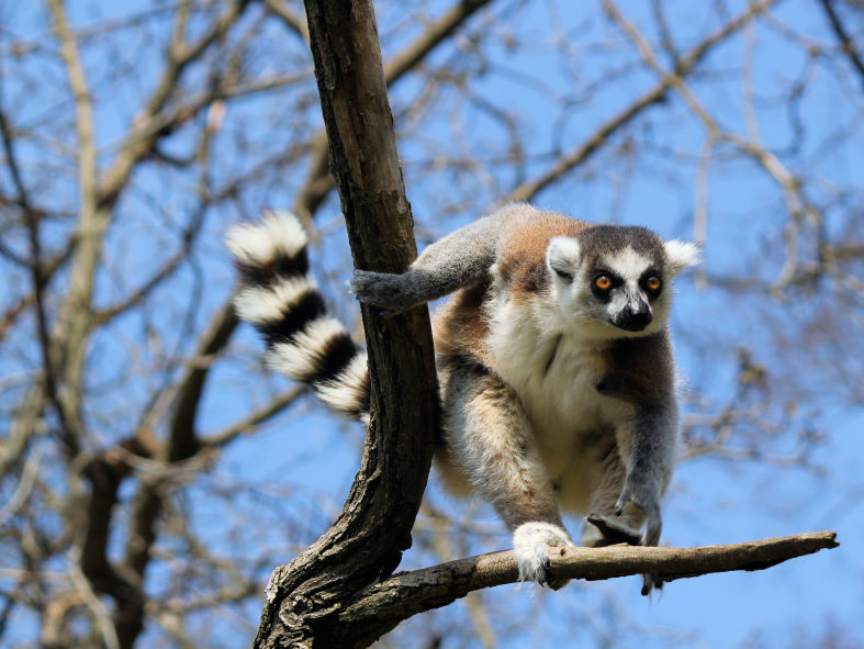 MADAGASCAR