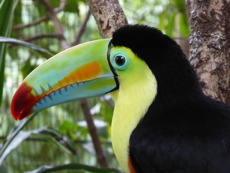 COSTA-RICA