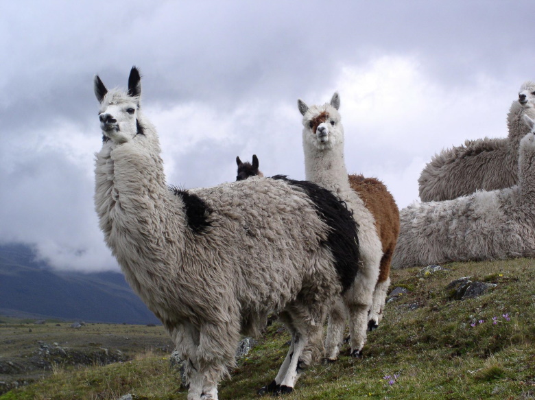 ECUADOR